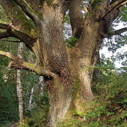 Alter Baum