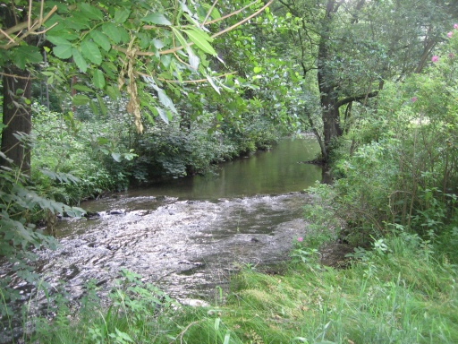 Kirnitzsch