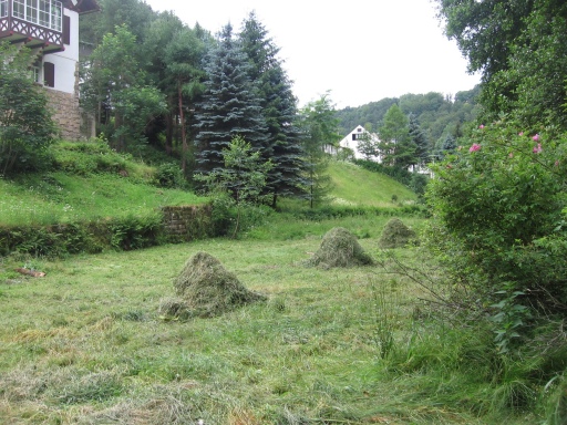 Kirnitzsch